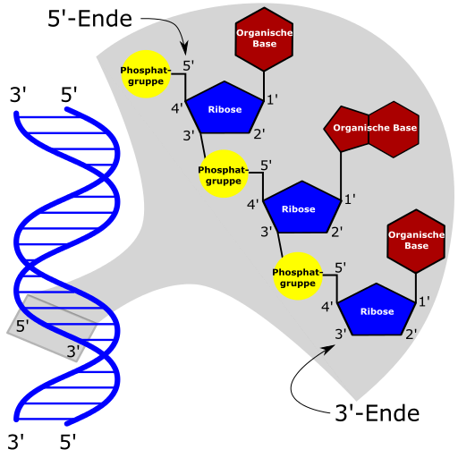 DNA