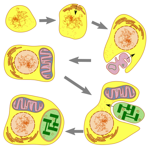 Endosymbiose
