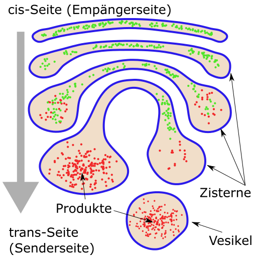 Golgi-Apparat
