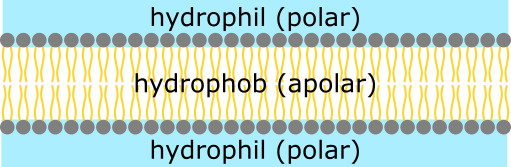 Membran-Polarität