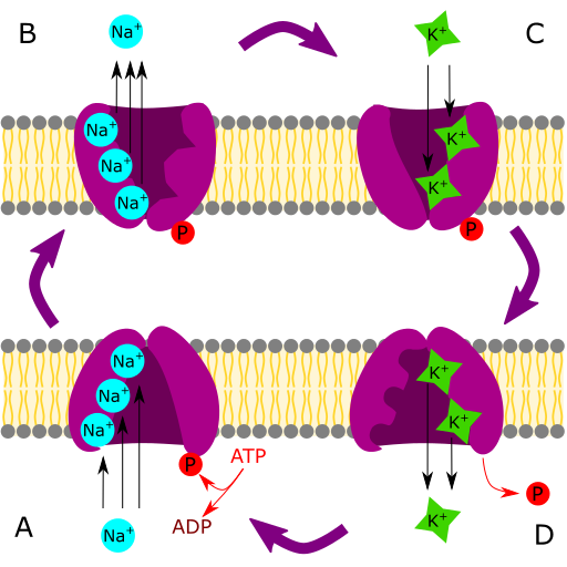 Na-K-Pumpe