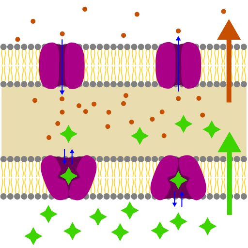 Passiver Transport