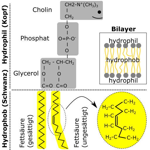 Phospholipid